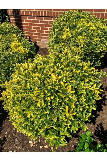 Бруслина японська ’Aureus’